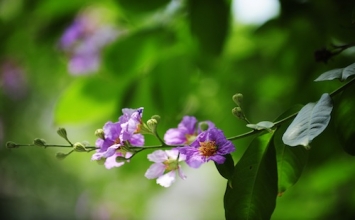 Con đường đi đến Phật đạo